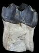 Large, Fossil Brontotherium (Titanothere) Molar - South Dakota #50800-1